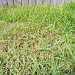 News Article Signs of Lawn Grub Damage